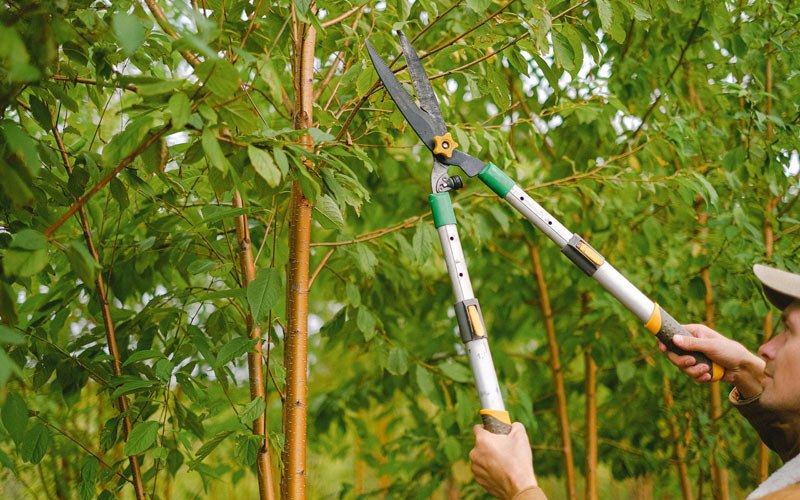 Tree trimming in Wainwright, AK